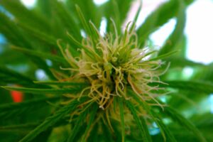 Close up of Acapulco Gold cannabis plant