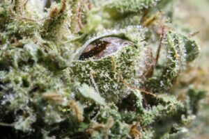 Close up of Blue Dream cannabis bud